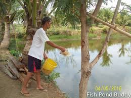 A rich family tradition since 1946, ottman's fir farm is part of the ohnesorge land plot in fish creek wisconsin. Fish Pond Buddy Fish Farm Activities