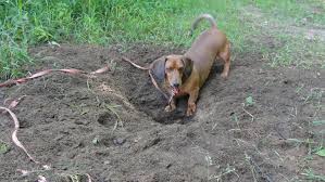 La graisse coulait des cadavres vers un réservoir creusé dans le les exemples vous aident à traduire le mot ou l'expression cherchés dans des contextes variés. Il Creuse Des Trous