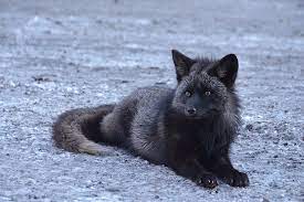 Black Silver Fox Pet Fox Fox Fox Artwork