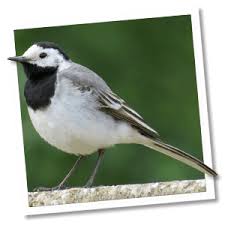 Die junge bachstelze haben wir bei ergoline im lager gefunden. Vogelart Bachstelze