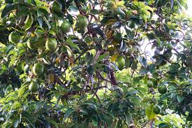 Avocado Heights