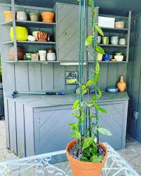 These trellis ideas, including simple structures and elaborate designs, will help shape your patio or garden in style. 7 Best Trellis Supports For Your Houseplants