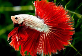 Here are some things you should consider when taking betta fish are always in search of their next meal in the wild. The Only Betta Fish Care Guide You Will Need Fish Keeping Advice