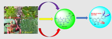 Image result for Euphorbia matabelensis