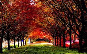 Fall Autumn Wallpaper Full Hd Wallpapers Photos 2641 Kb Armstrong Walls Fall Wallpaper Fall Background Fall Desktop Backgrounds