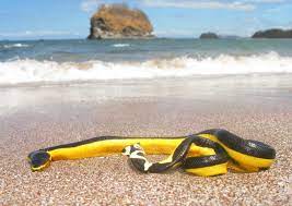 Poisonous Yellow Bellied Sea Snake Sea Snake Snake Poisonous Snakes