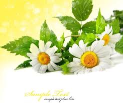Every image can be downloaded in nearly every resolution to achieve flawless performance. Hd Flower Pictures Free Stock Photos Download 13 006 Free Stock Photos For Commercial Use Format Hd High Resolution Jpg Images