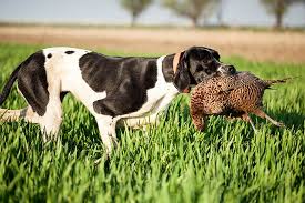 Pointer dog pointer dog breed informationalso known as the english pointer snapshot low high size trainability level of energy exercise needs level of affection climate tolerance good with children tolerance .continue reading. Pointer Dog Breed Information