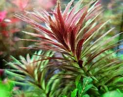 Image result for Limnophila indica