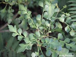 Image result for Phyllocladus