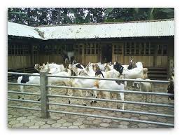 Bata, semen, dll • sebaiknya diberi bedding • banyak di da wonosobo & banjarnegara → usaha kereman kandang lemprak. 25 Desain Kandang Kambing Terbaik Terbaru Rekomendasi 2018 Ndik Home