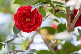 How To Grow Gorgeous Camellias From Cuttings Propagating Plants Camellia Plant Grow Gorgeous