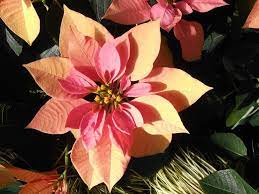 38 Different Types Of Poinsettias Poinsettia Plant Sympathy Flowers Flower Pot Design