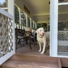 You will find labrador retriever dogs and puppies for adoption in our michigan listings. 7 Best Labrador Retriever Breeders In Michigan 2021 We Love Doodles