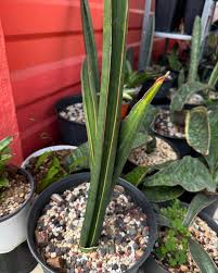 Image result for Sansevieria sinus-simiorum