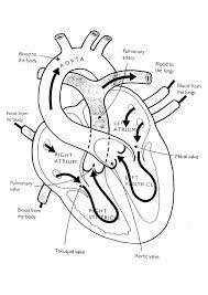 May 19, 2021 · 10 free 4th of july coloring pages for kids. Print Coloring Image Momjunction A Community For Moms Anatomy Coloring Book Heart Anatomy Coloring Books