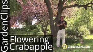 Crab apple trees come in rounded, upright, weeping and dwarf forms. Flowering Crabapple Edible Crabapple Fruit Flowering Crab Apple Malus Species Youtube