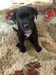 Puppyfinder.com is your source for finding an ideal boxer puppy for sale in michigan, usa area. Boxer Puppies For Sale Roscommon Mi 304898 Petzlover