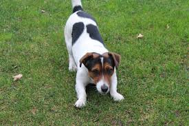 Apoquel (oclacitinib) is a medicine that works to control the symptoms of allergic dermatitis and atopic dermatitis in dogs. Side Effects Of Apoquel For Dogs Canna Pet