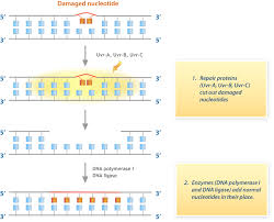 A mutation in dna c. Mutation Ck 12 Foundation
