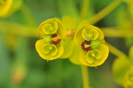 Image result for Tragiella natalensis