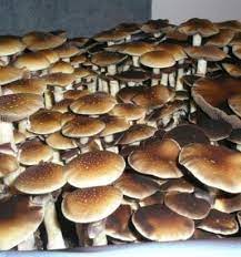 Psilocybe Cubensis Thai Lipa Yai Spore Syringe Microscopy Kit Mushroom Spores Stuffed Mushrooms Spore