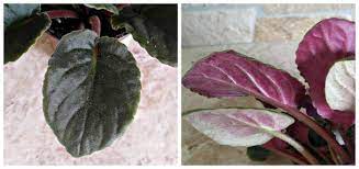 How to grow african violet plants guide. African Violets Tips For This Popular Indoor Flowering Plant