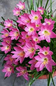 These blooms are typically a bright yellow to deep orange color, and they make a nice container plant or an edging plant in the garden. Fastest Growing Flower Seeds For Science Project Flowersandflowerthings Beautiful Flowers Photography Fast Growing Flowers Flower Seeds