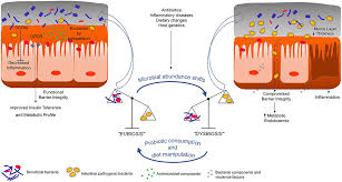 Visual paradigm features a process flow diagram tool that you will love working with. Frontiers Commensal Obligate Anaerobic Bacteria And Health Production Storage And Delivery Strategies Bioengineering And Biotechnology