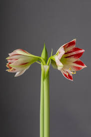 Image result for Hippeastrum