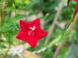 Image result for Ipomoea quamoclit