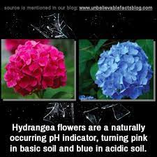 Unbelievable Facts Hydrangea Flower Unbelievable Facts Flowers