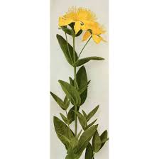 Image result for Hypericum humbertii
