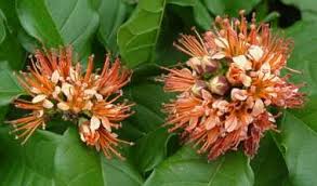 Image result for Combretum holstii