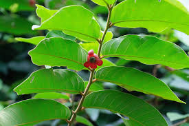 Image result for Uvaria tanzaniae