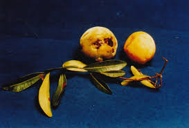 Image result for Landolphia