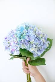 Download Premium Image Of Hand Holding A Branch Of A Blue Hydrangea Flower Blue Hydrangea Blue Hydrangea Flowers Hydrangea Flower