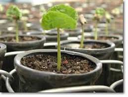 Growing Coffee Beans At Home Growing Coffee Coffee Plant Growing Food