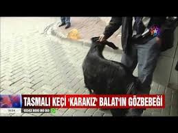 Tasmali Keci Karakiz Balat In Gozbebegi Izleme