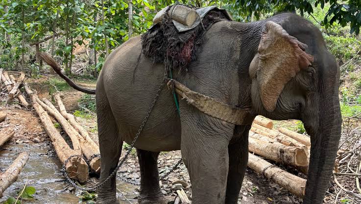 Fundraiser by Aaron Jackson - Planting Peace : Please Help Rescue  Noy(Logging Elephant) : r/Elephants