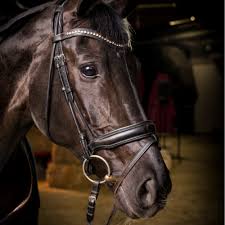 Profile page of athlete isabell werth disciplines: Weihegold Old 102zi90 Fei Org