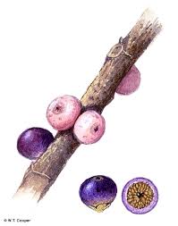 Image result for Ficus virens