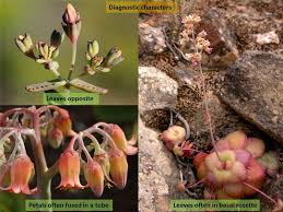 Image result for Crassulaceae