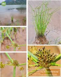 Image result for Cyperus cuspidatus