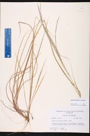 Image result for Digitaria acuminatissima