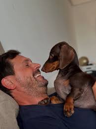 Dachshund owners sharing photos and stories of their pets