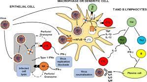 Nutrition Immunity And Covid 19 Bmj Nutrition Prevention Health