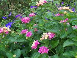 Image result for Lantana moldenkei