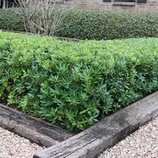 Image result for Pittosporum