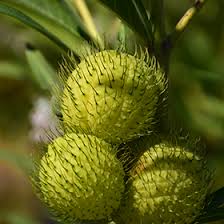 Image result for Gomphocarpus glaucophyllus